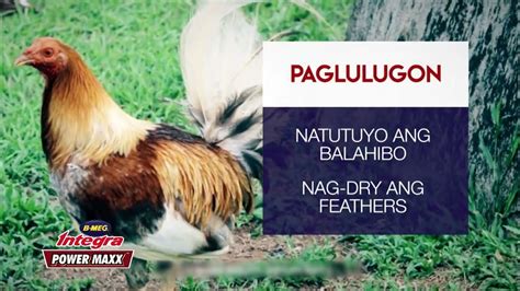 lugon na manok|Meaning of lugon .